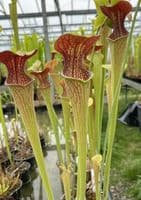 SH132 Sarracenia oreophila x alata