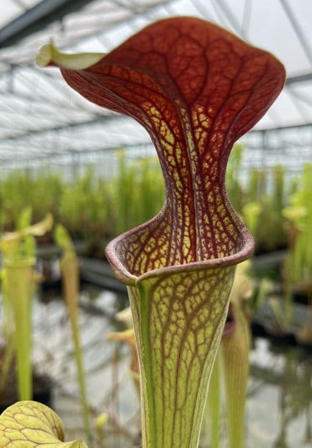 SH132 Sarracenia oreophila x alata