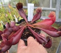 SH2001 Sarracenia x courtii Giant
