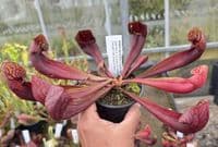 SH2001 Sarracenia x courtii Giant