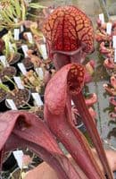 SH2001 Sarracenia x courtii Giant