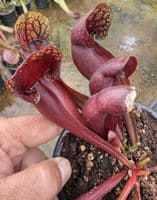 SH2001 Sarracenia x courtii Giant