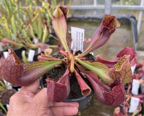 SH2001 Sarracenia x courtii Giant