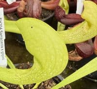 SH2002 Sarracenia x Gilpini heterophylla