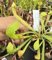 SH2002 Sarracenia x Gilpini heterophylla