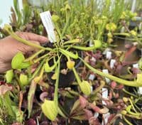 SH2002 Sarracenia x Gilpini heterophylla