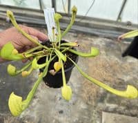 SH2002 Sarracenia x Gilpini heterophylla