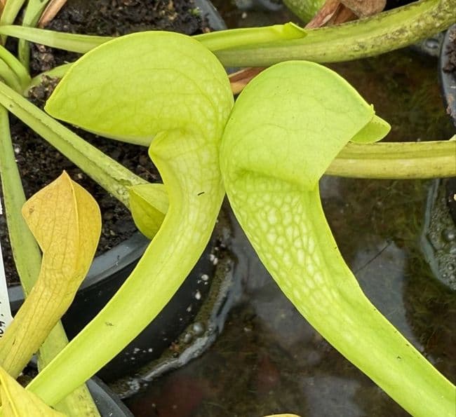 SH2002 Sarracenia x Gilpini heterophylla