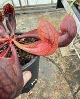 SH2004 Sarracenia x courtii