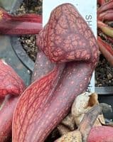 SH2004 Sarracenia x courtii