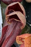 SH2004 Sarracenia x courtii