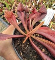 SH2004 Sarracenia x courtii