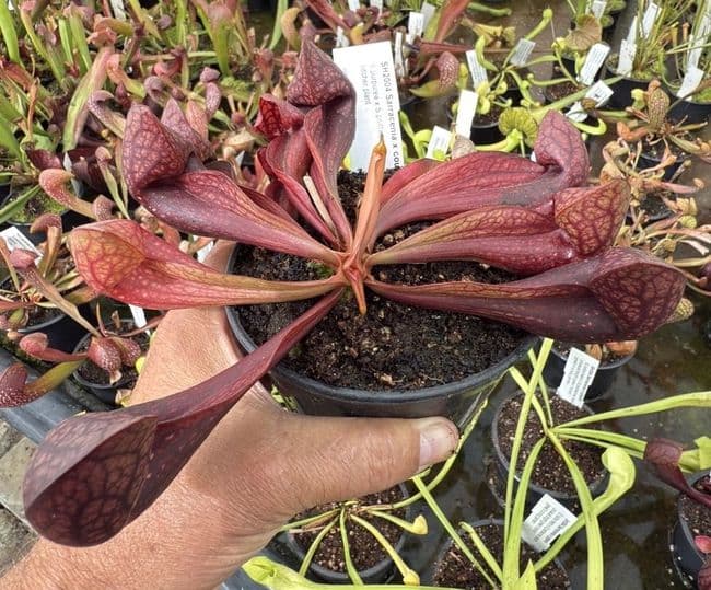 SH2004 Sarracenia x courtii