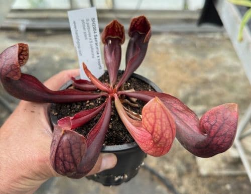 SH2004 Sarracenia x courtii