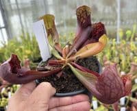 SH2005 Sarracenia purpurea x ( x courtii giant)
