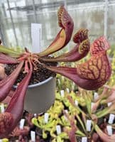 SH2005 Sarracenia purpurea x ( x courtii giant)