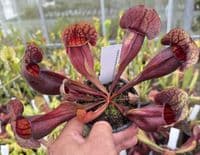 SH2005 Sarracenia purpurea x ( x courtii giant)