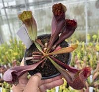 SH2005 Sarracenia purpurea x ( x courtii giant)