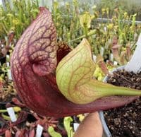 SH2005 Sarracenia purpurea x ( x courtii giant)