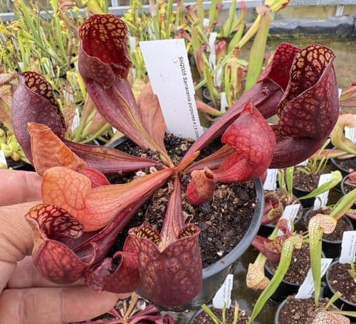 SH2005 Sarracenia purpurea x ( x courtii giant)