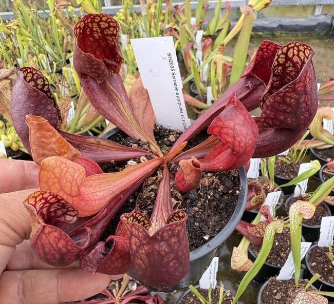 SH2005 Sarracenia purpurea x ( x courtii giant)