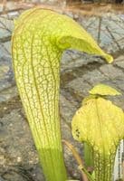 SH2009 Sarracenia cv Hummers hammerhead