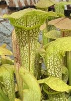 SH2009 Sarracenia cv Hummers hammerhead