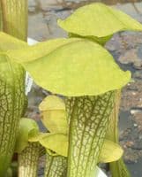 SH2009 Sarracenia cv Hummers hammerhead