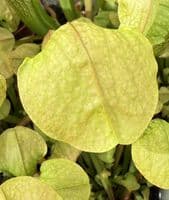 SH2009 Sarracenia cv Hummers hammerhead