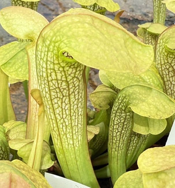 SH2009 Sarracenia cv Hummers hammerhead