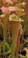 SH201 Sarracenia CV Tygo