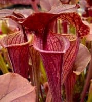 SH201 Sarracenia CV Tygo