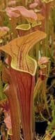 SH201 Sarracenia CV Tygo