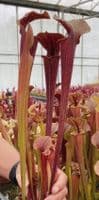 SH201 Sarracenia CV Tygo