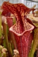 SH201 Sarracenia CV Tygo