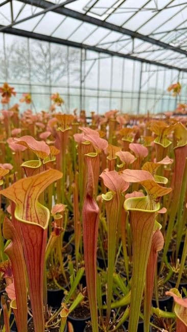 SH201 Sarracenia CV Tygo