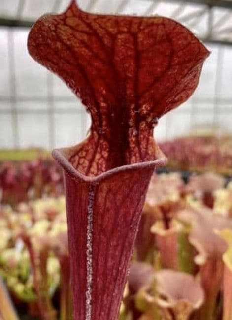SH201 Sarracenia CV Tygo