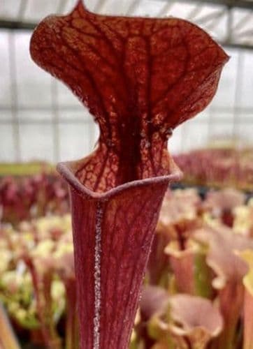 SH201 Sarracenia CV Tygo