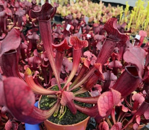 SH202 Sarracenia cv Tess