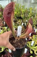 Sarracenia cv Dixie Lace | North American Pitcher Plant