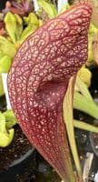 Sarracenia cv Dixie Lace | North American Pitcher Plant