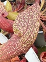 Sarracenia cv Dixie Lace | North American Pitcher Plant