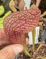 Sarracenia cv Dixie Lace | North American Pitcher Plant