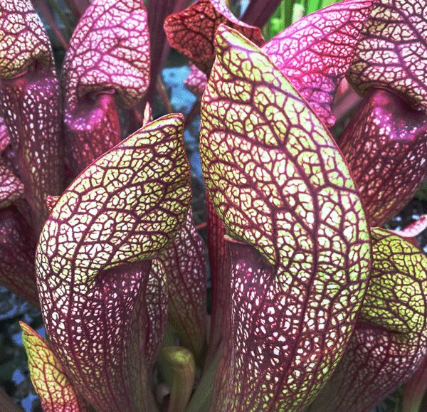 Sarracenia cv Dixie Lace | North American Pitcher Plant