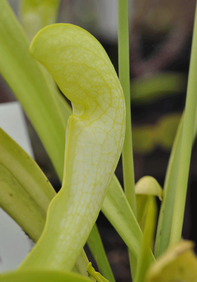 SH304 Sarracenia x gilpini heterophylla