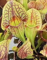 SH305 Sarracenia cv Hans