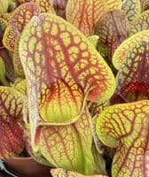 SH305 Sarracenia cv Hans