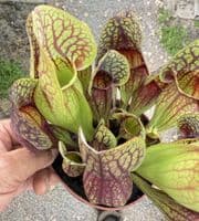 SH305 Sarracenia cv Hans