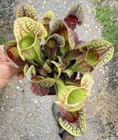 SH305 Sarracenia cv Hans