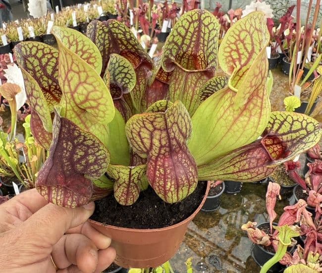 SH305 Sarracenia cv Hans
